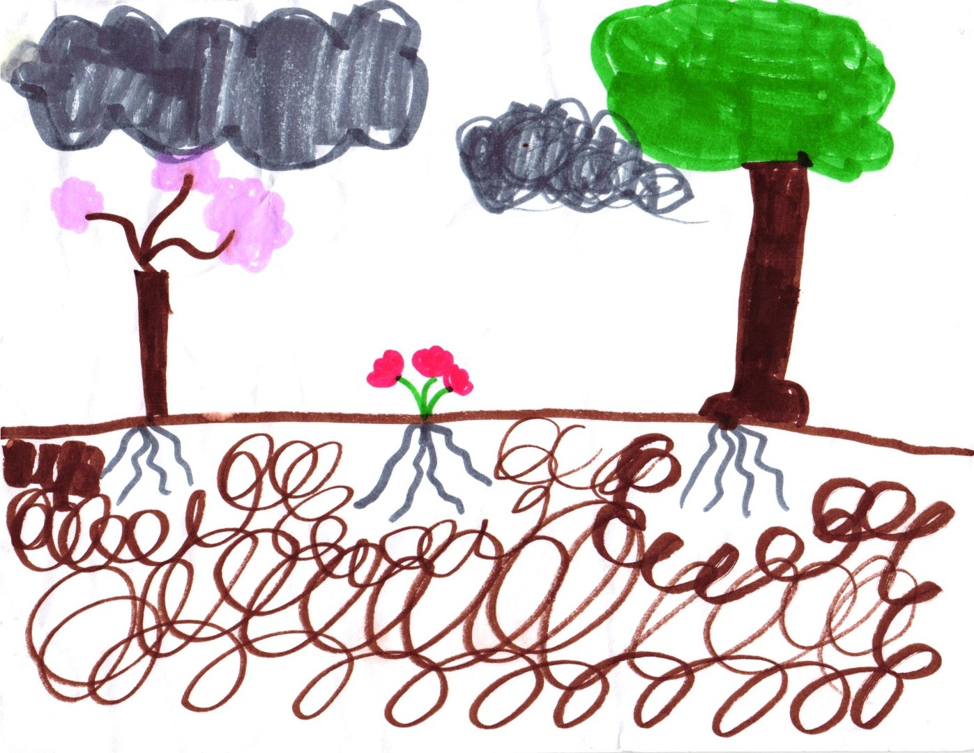 A marker drawing on white paper. Above the ground line, on the left, a small tree with a brown trunk and clusters of pink blossoms stands under a large gray rain cloud. On the right, a bigger tree with a brown trunk and a rounded green leafy canopy stands under a smaller scribbled gray cloud. In the middle between them, two small pink flowers on green stems grow from the ground. Beneath the brown ground line, a wide dense scribble of brown loops fills the lower half of the page, with light blue root systems descending from each tree and from the flowers into the underground.